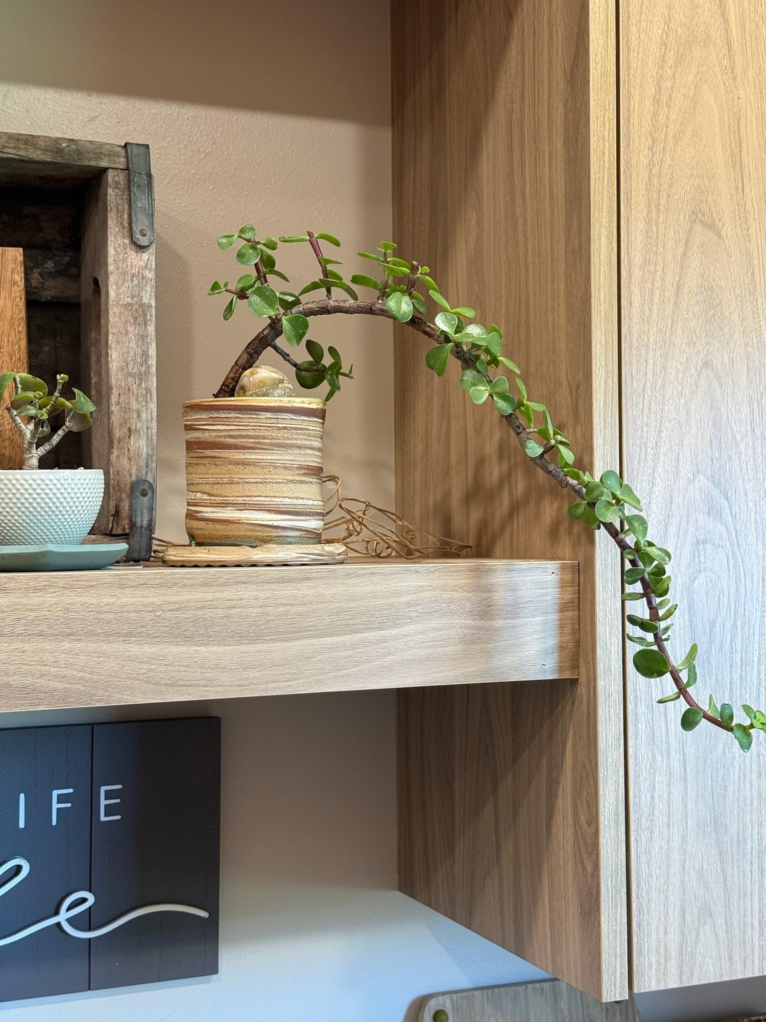 Cascading dwarf jade bonsai spilling from a swirled handmade pot over the edge of a wooden shelf