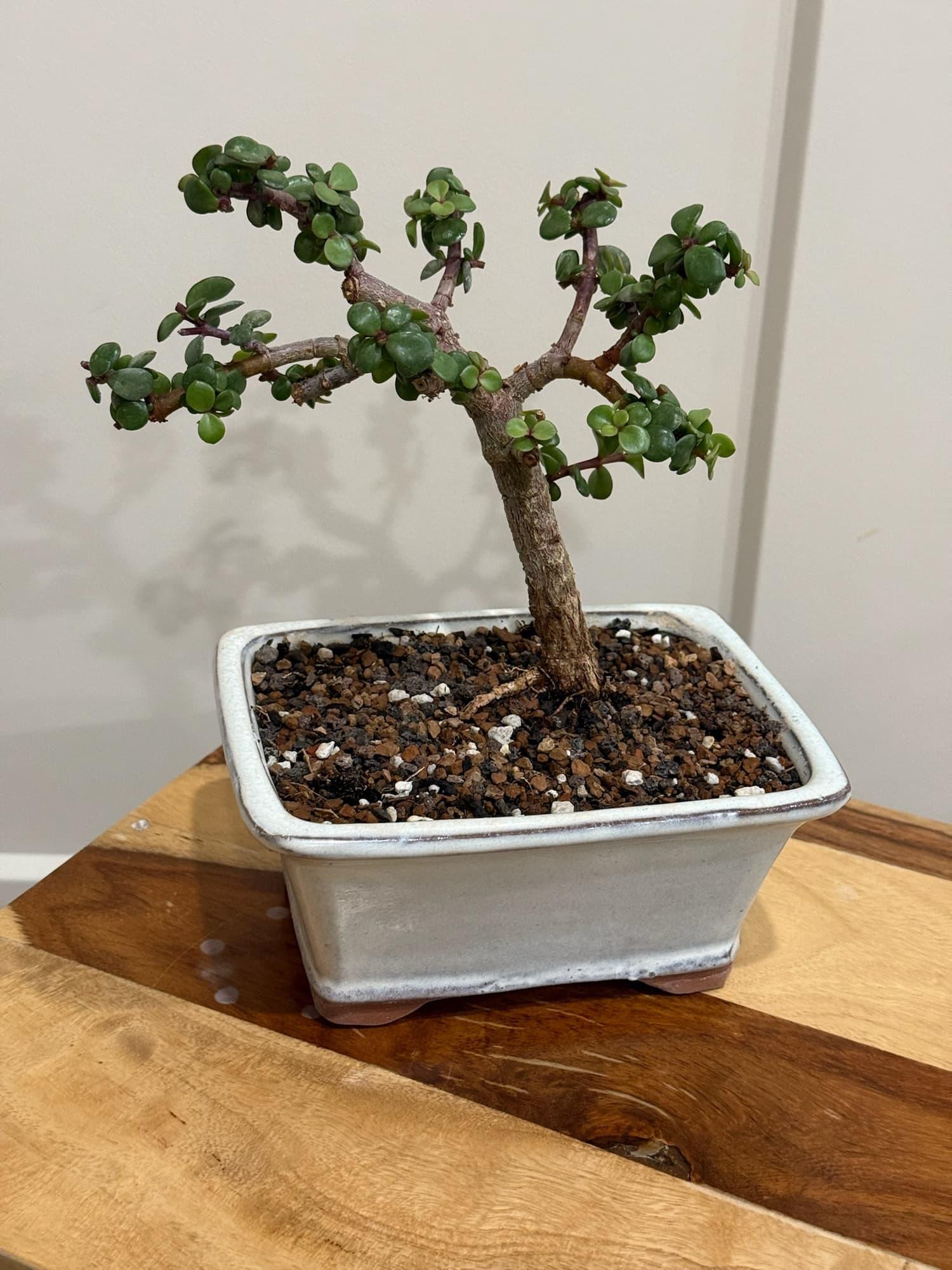 Dwarf jade bonsai with a leaning trunk and open, branching canopy in a white rectangular pot on a wooden stand