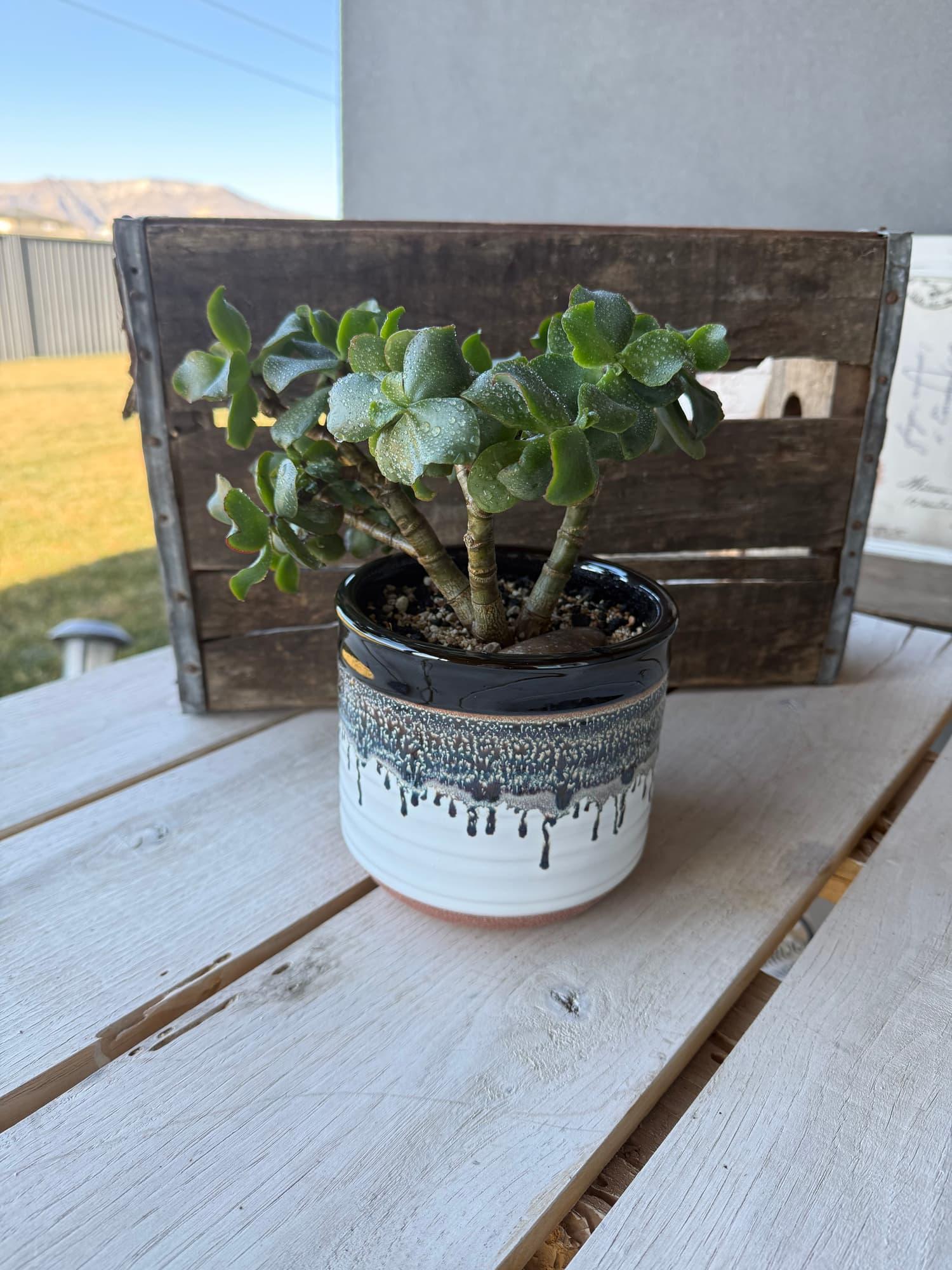 Dwarf jade bonsai with glossy leaves in a white pot with a dark drip glaze, in front of a wooden crate