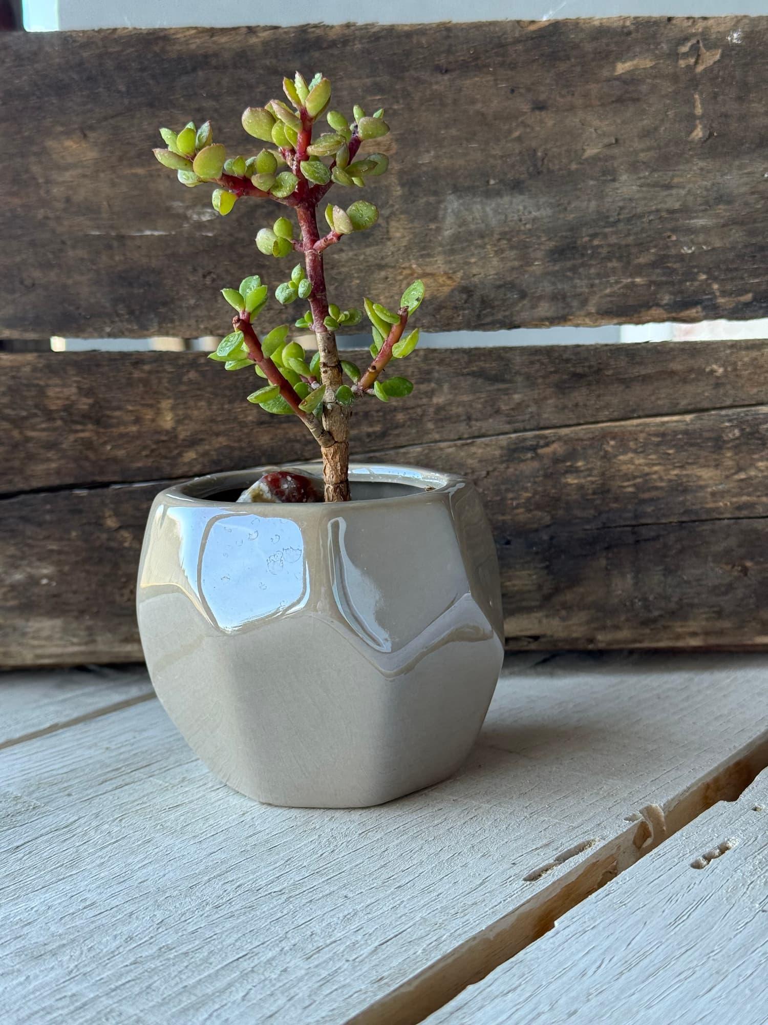 Small dwarf jade bonsai with red-tinged branches in a glossy grey faceted pot