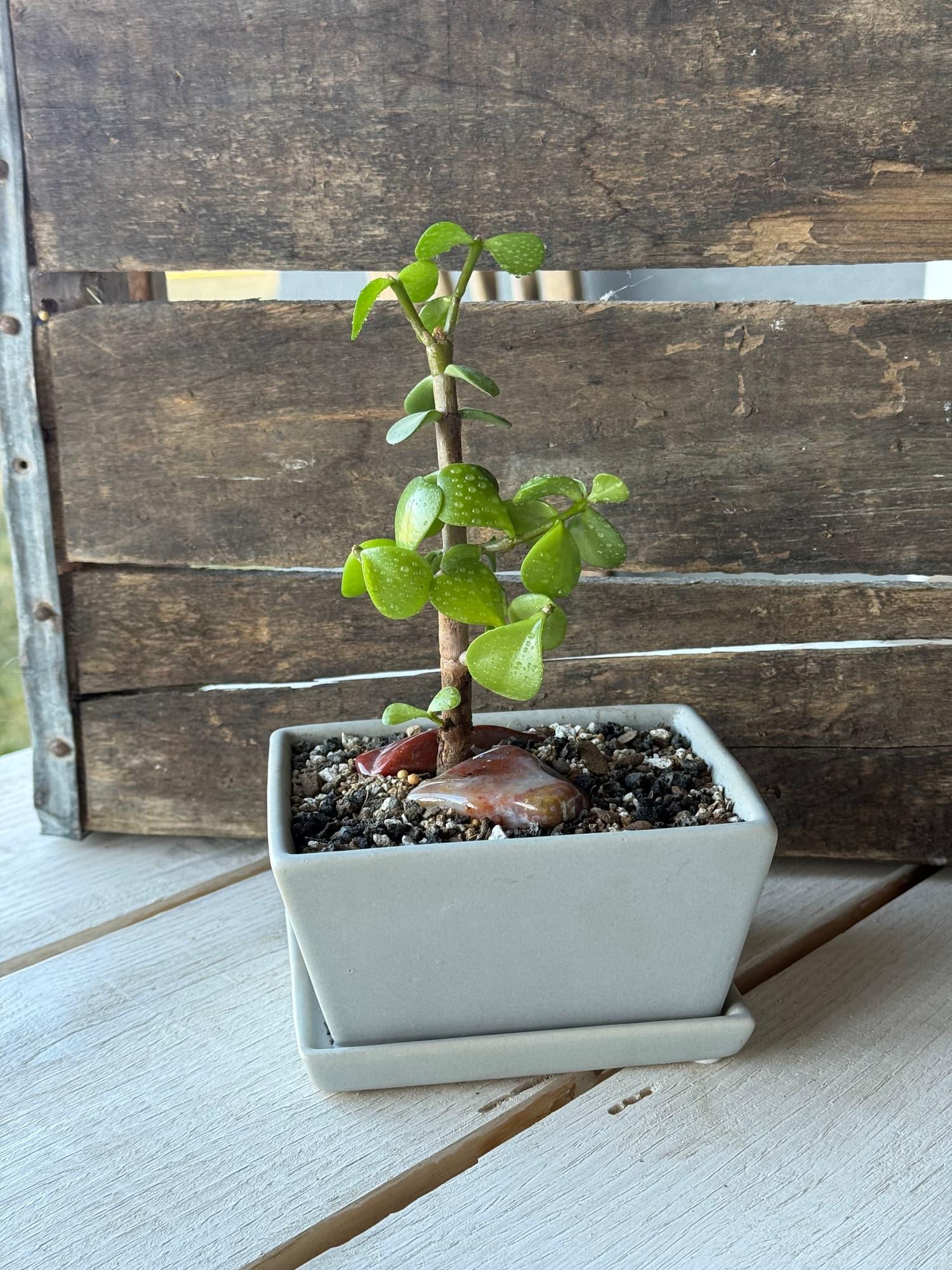 Dwarf jade bonsai with spotted leaves and a red agate at the base in a grey rectangular pot