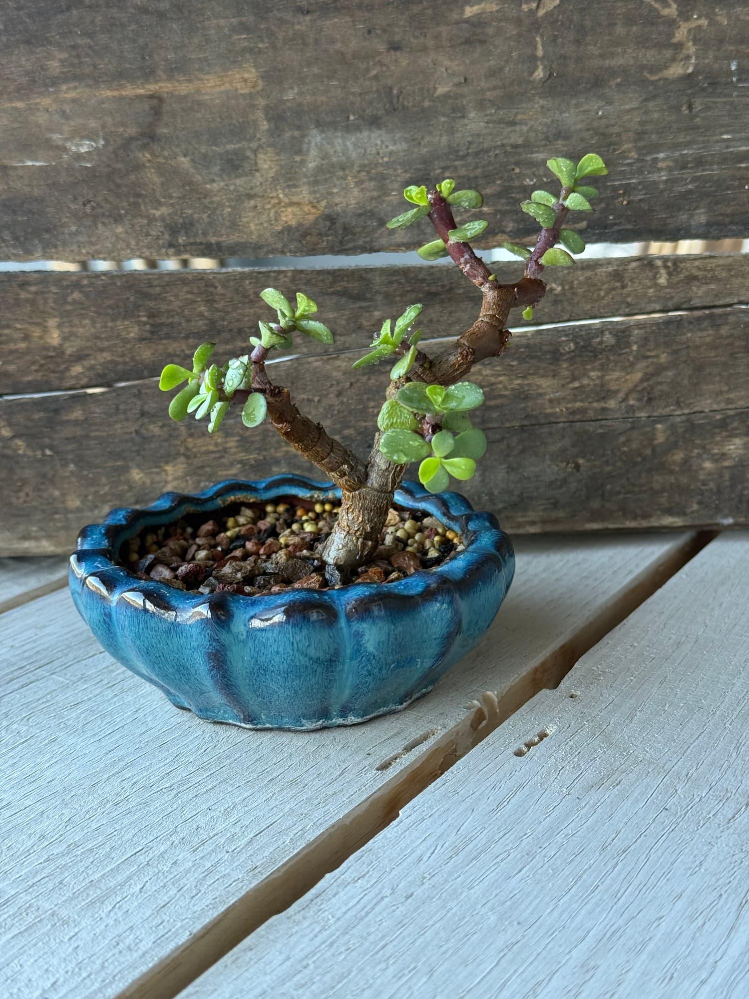 Dwarf jade bonsai with a twisting trunk in a scalloped blue glazed bowl with red gravel