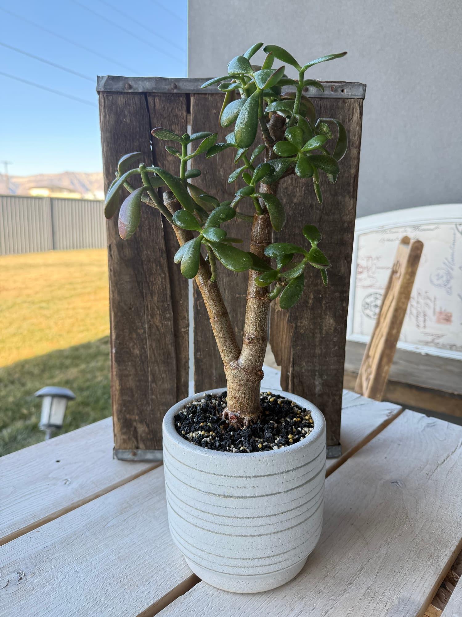 Tall dwarf jade with a forked trunk and glossy leaves in a white pot with grey stripes, porch behind