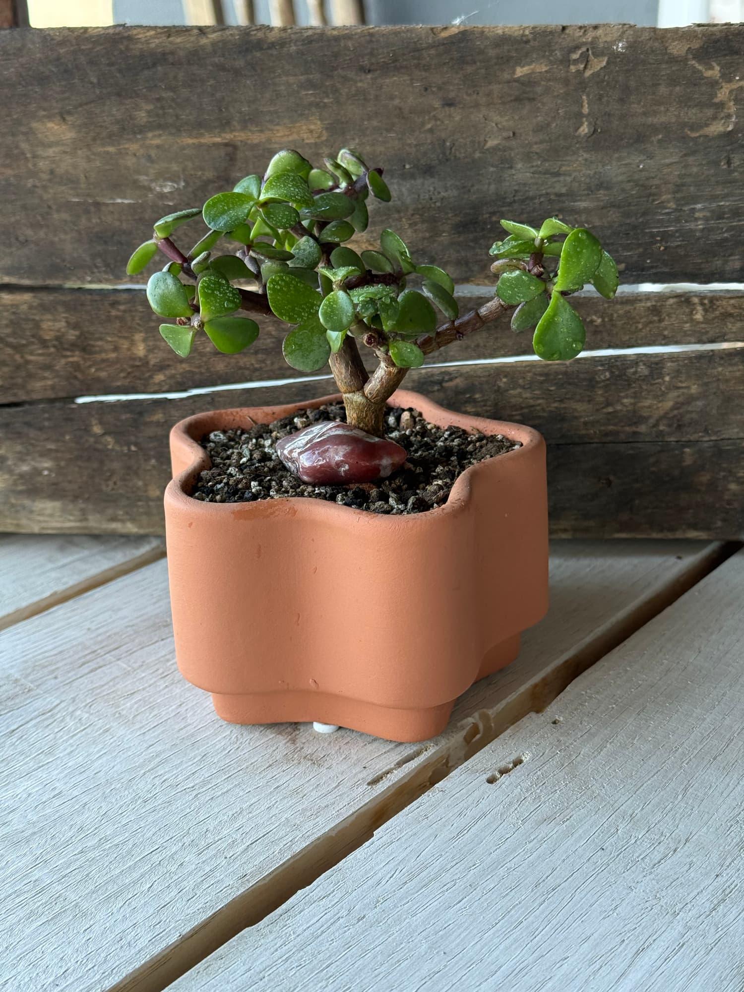 Full-canopied dwarf jade bonsai with a red stone at the base in a flower-shaped terracotta pot