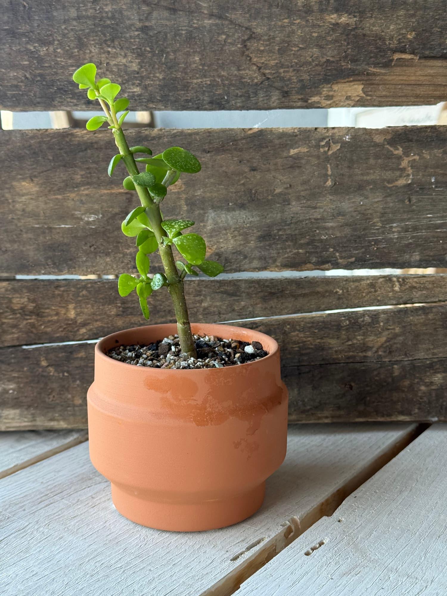 Tall-stemmed dwarf jade bonsai with green leaves in a plain terracotta pot