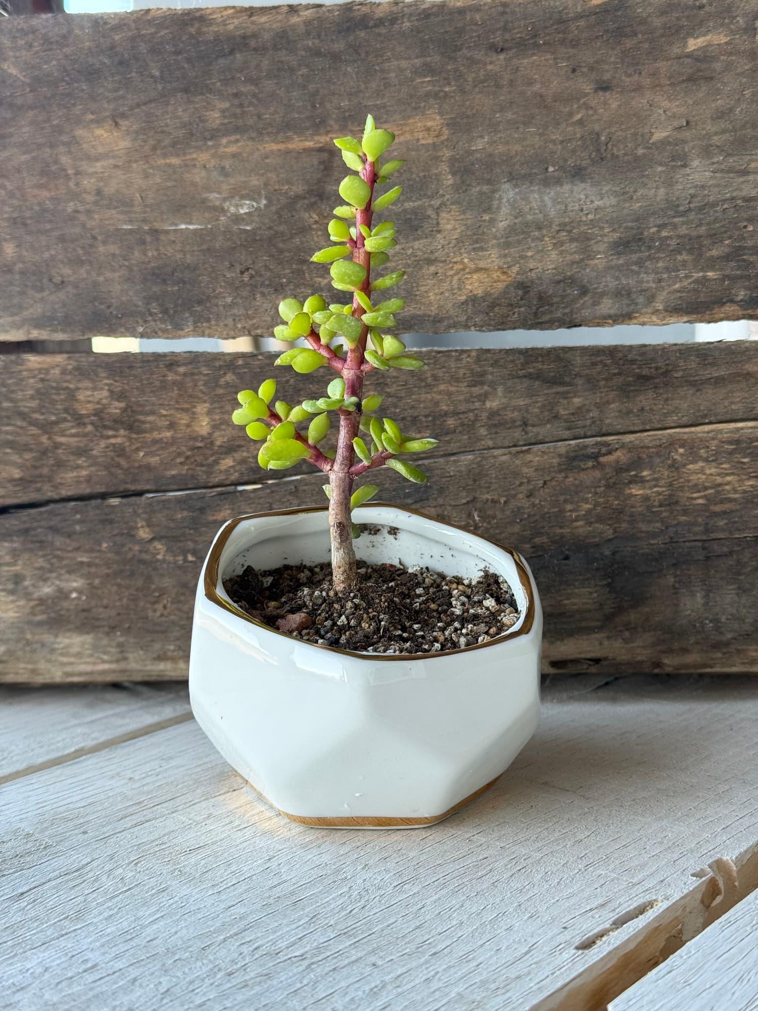 Slender dwarf jade bonsai with tiny leaves in a white faceted pot with a gold rim