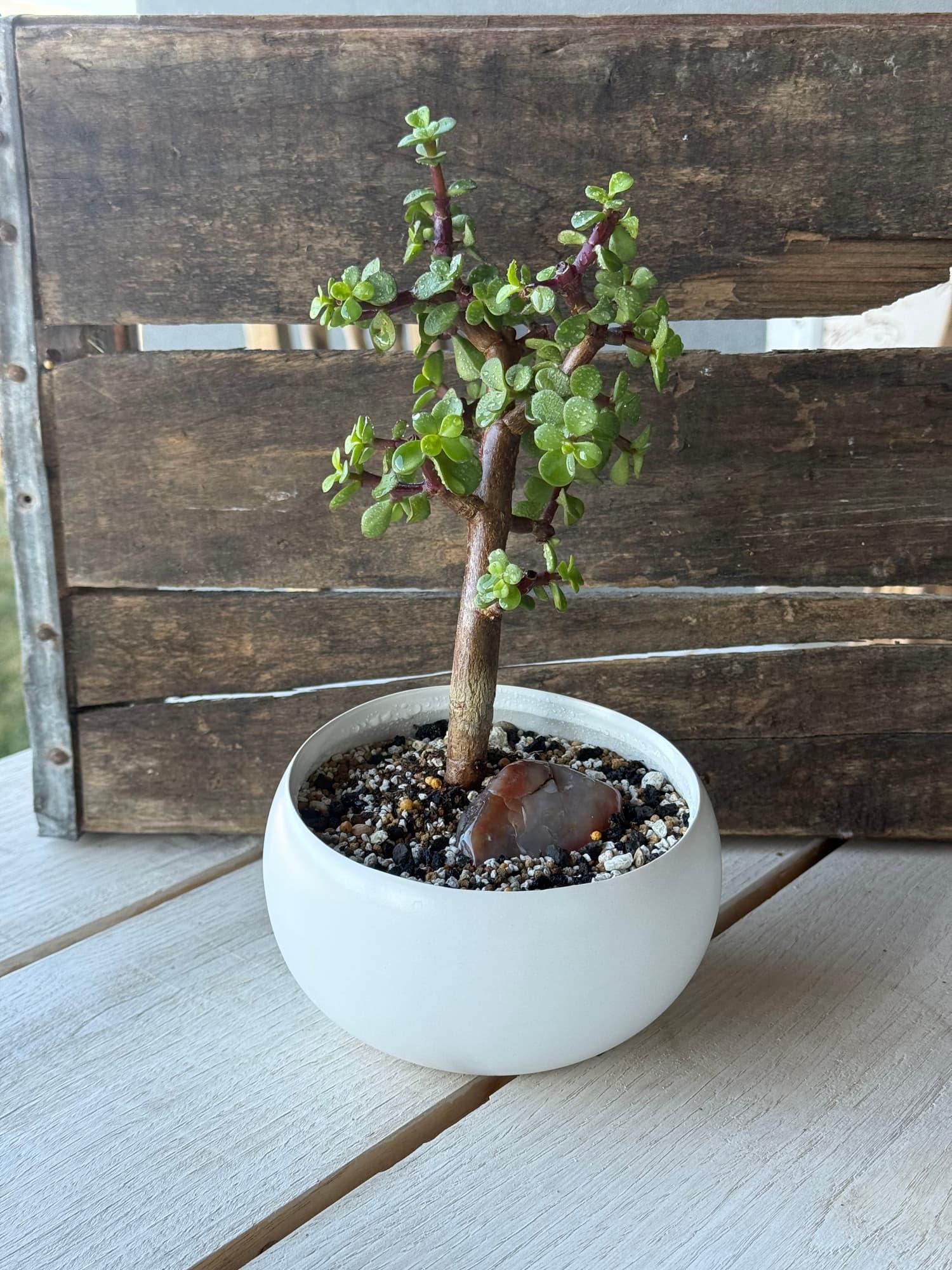 Dwarf jade bonsai with a straight trunk and leafy branches in a round white bowl beside an agate