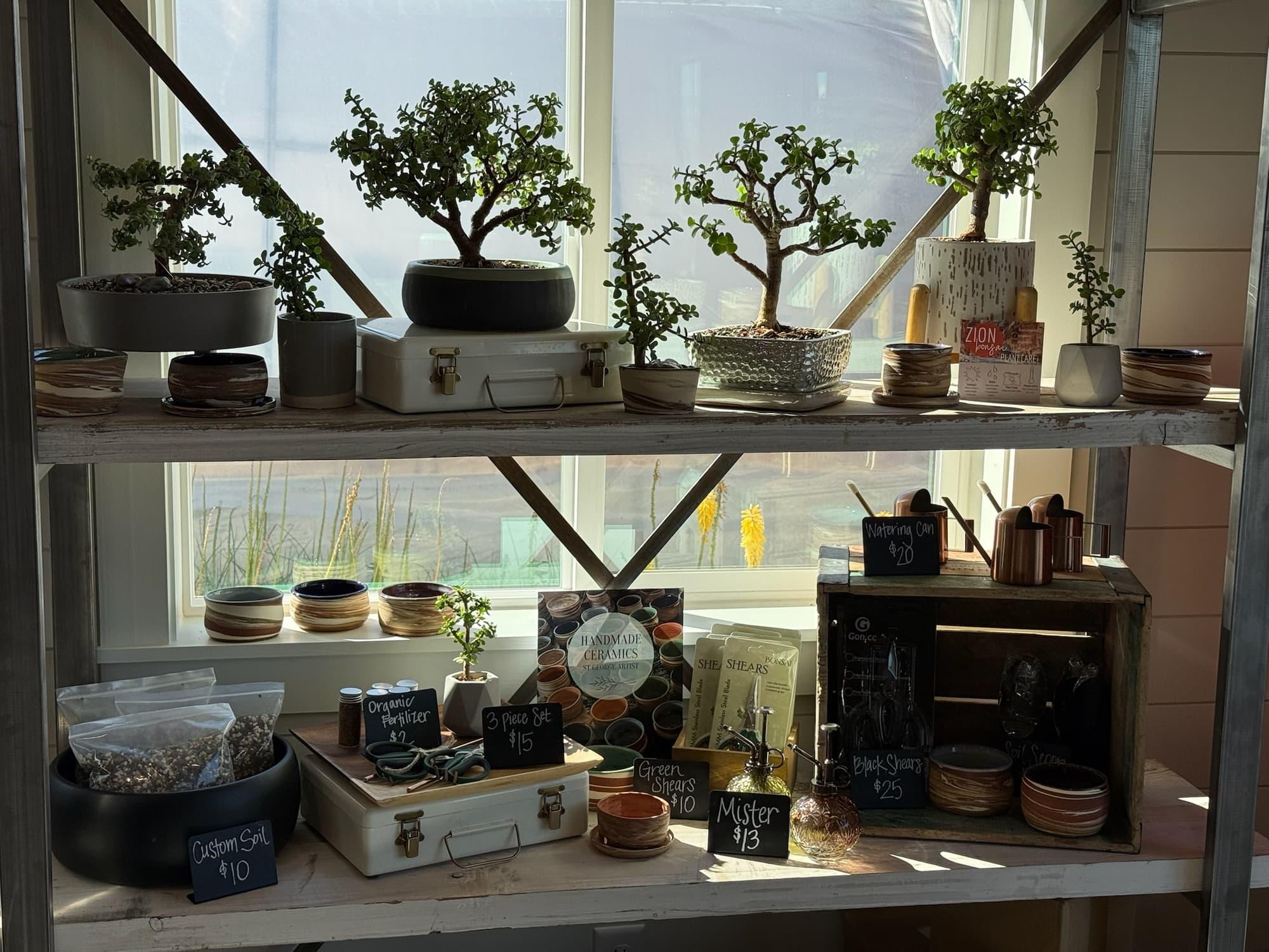Sunlit window shelves of dwarf jade bonsai, swirled handmade pots, copper watering cans and bonsai tools