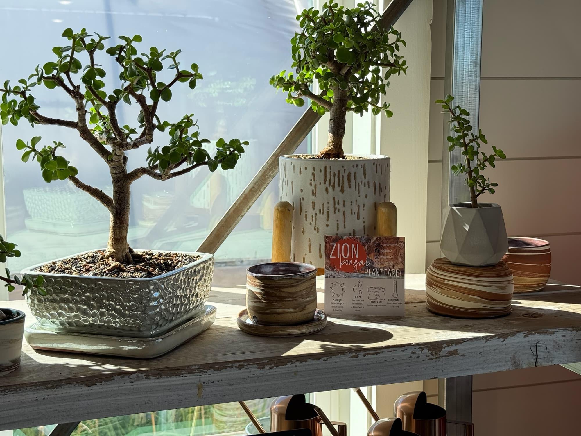 Three dwarf jade bonsai in late sun on a weathered wooden shelf, beside swirled handmade pots and a Zion Bonsai care card