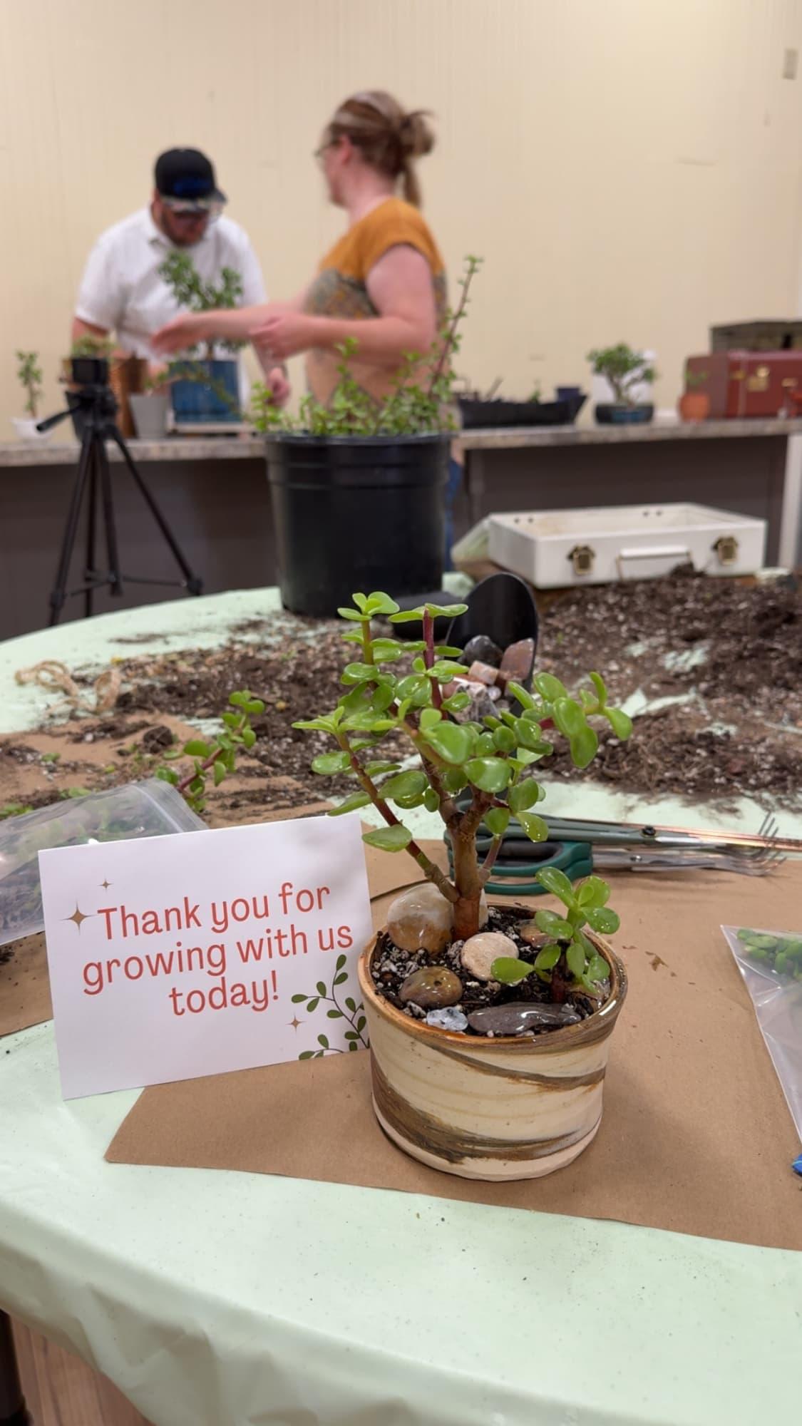 Freshly potted dwarf jade in a handmade swirled pot beside a card reading Thank you for growing with us today